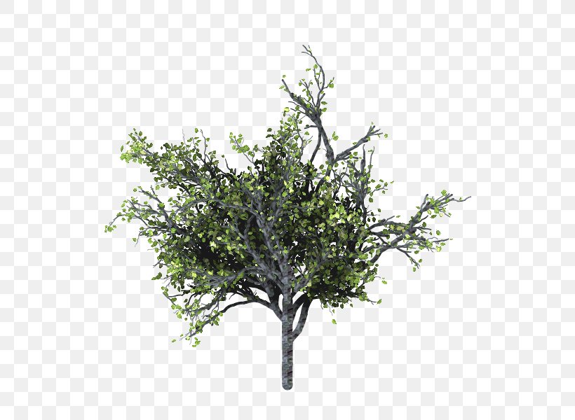 Tree Branch Woody Plant Twig, PNG, 800x600px, Tree, Blender, Branch, Makehuman, Oak Download Free