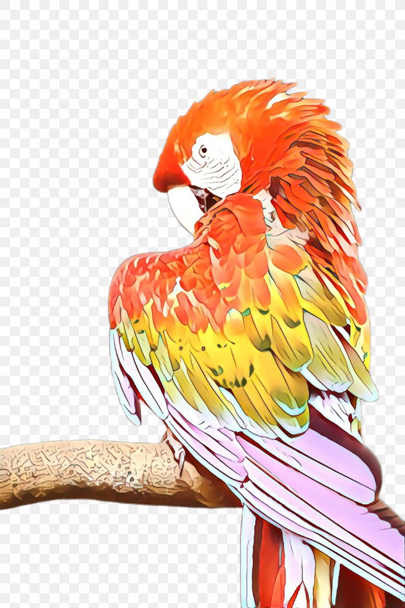 Bird Parrot, PNG, 1632x2448px, Cartoon, Beak, Bird, Closeup, Feather Download Free