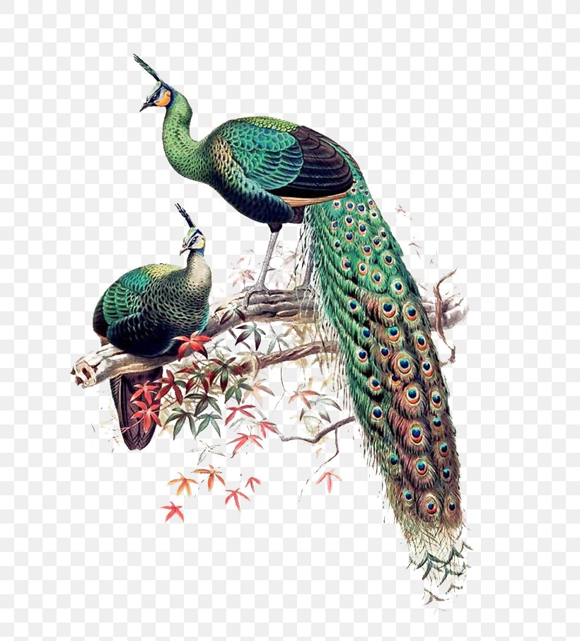 Green Peafowl Asiatic Peafowl Bird Java Phasianidae, PNG, 761x906px, Green Peafowl, Afropavo, Asiatic Peafowl, Beak, Bird Download Free