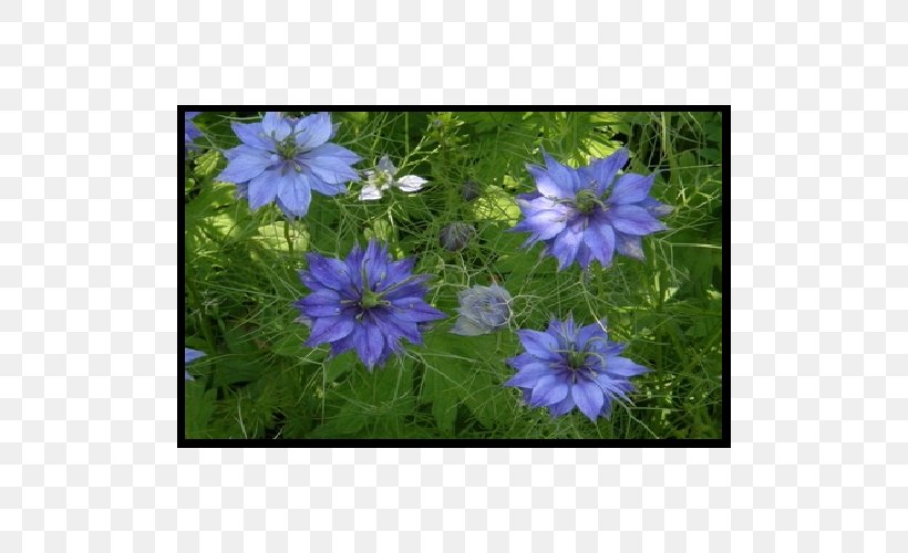 Crane's-bill Groundcover Annual Plant Anemone Lawn, PNG, 500x500px, Groundcover, Anemone, Annual Plant, Chicory, Flora Download Free