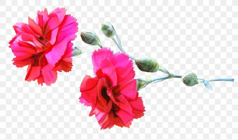 Carnation Cut Flowers New Mexico State Bird, PNG, 1277x751px, Carnation, Artificial Flower, Cut Flowers, Dianthus, Flower Download Free