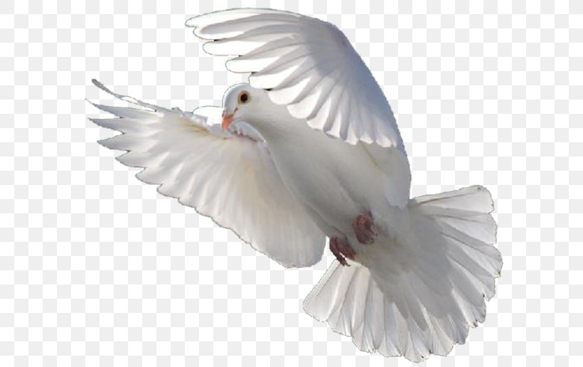 Columbidae Bird Release Dove Doves As Symbols, PNG, 600x516px, Columbidae, Beak, Bird, Doves As Symbols, Feather Download Free