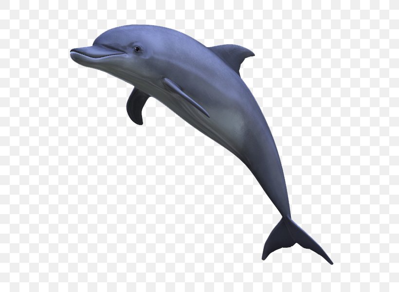 Dolphin Display Resolution Clip Art, PNG, 600x600px, 3d Computer Graphics, Dolphin, Common Bottlenose Dolphin, Display Resolution, Fauna Download Free