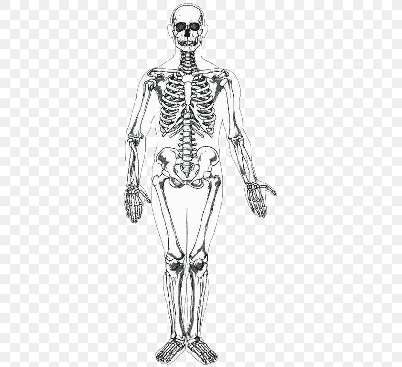 Human Skeleton Human Body Homo Sapiens Drawing, PNG, 531x750px, Watercolor, Cartoon, Flower, Frame, Heart Download Free