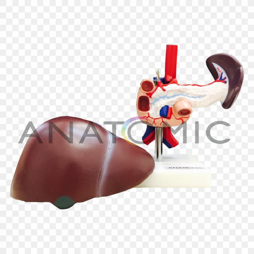 Pancreas Gallbladder Duodenum Liver Human Digestive System, PNG, 1200x1200px, Watercolor, Cartoon, Flower, Frame, Heart Download Free