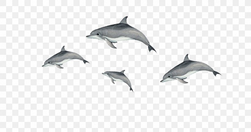 Short-beaked Common Dolphin Tucuxi Common Bottlenose Dolphin Porpoise, PNG, 946x500px, Shortbeaked Common Dolphin, Bottlenose Dolphin, Common Bottlenose Dolphin, Common Dolphin, Dolphin Download Free