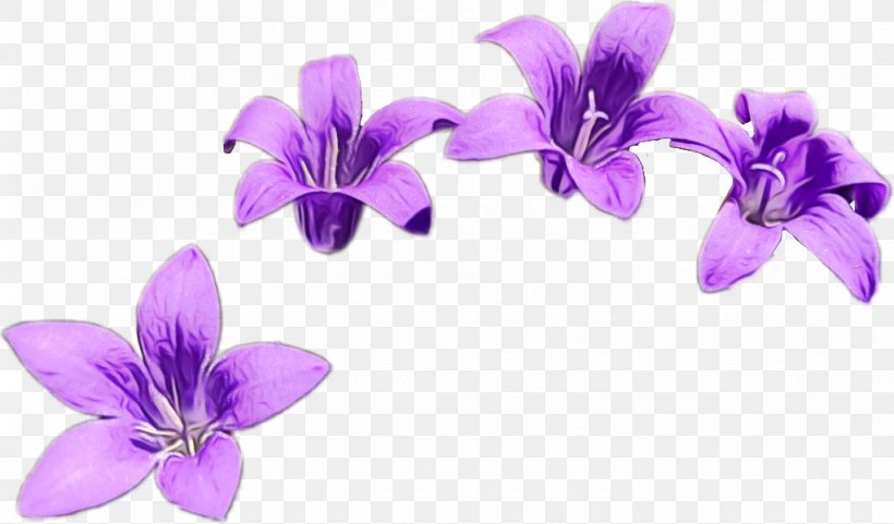 Flower Violet Petal Purple Plant, PNG, 1024x601px, Watercolor, Bellflower, Bellflower Family, Flower, Paint Download Free