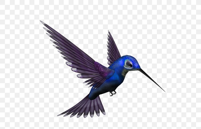 Google Hummingbird, PNG, 729x528px, Hummingbird, Animal, Beak, Beautiful Sheartail, Bird Download Free