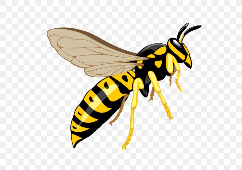 Hornet Bee Insect Wasp Pest Control, PNG, 913x642px, Hornet, Arthropod, Bee, Bee Removal, Bee Sting Download Free