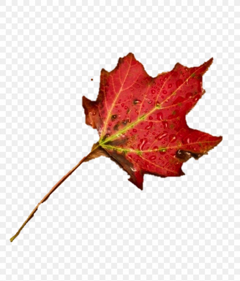 Maple Leaf, PNG, 949x1114px, Maple Leaf, Leaf, Maple, Plant, Tree Download Free