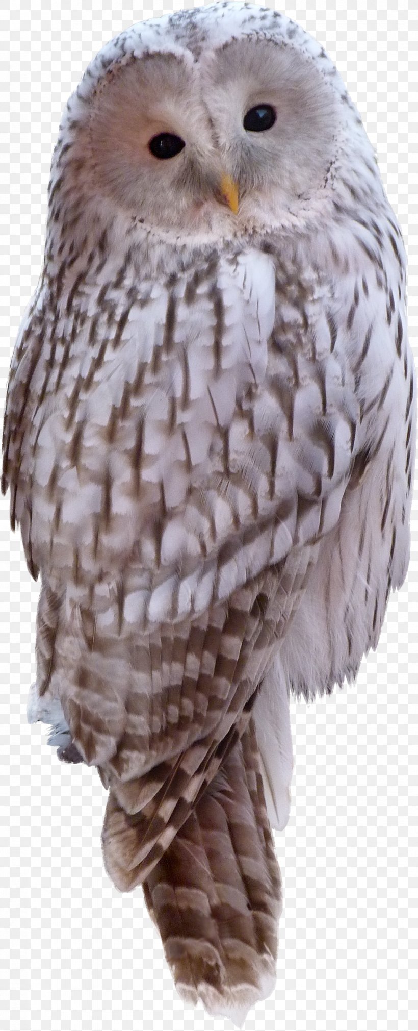 Snowy Owl Bird Animal Clip Art, PNG, 977x2408px, Owl, Animal, Barn Owl, Beak, Bird Download Free