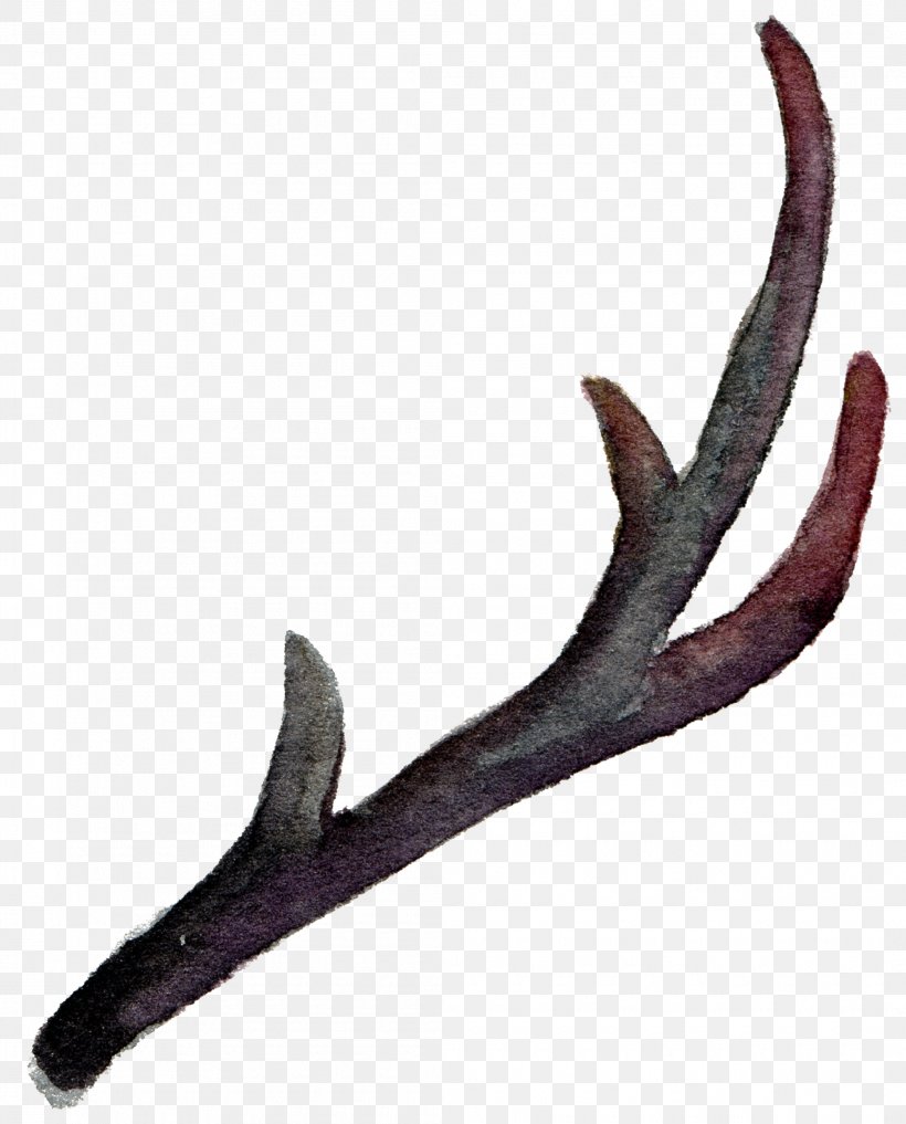 Antler Horn Watercolor Painting, PNG, 2095x2600px, Antler, Animal Product, Designer, Horn, Material Download Free
