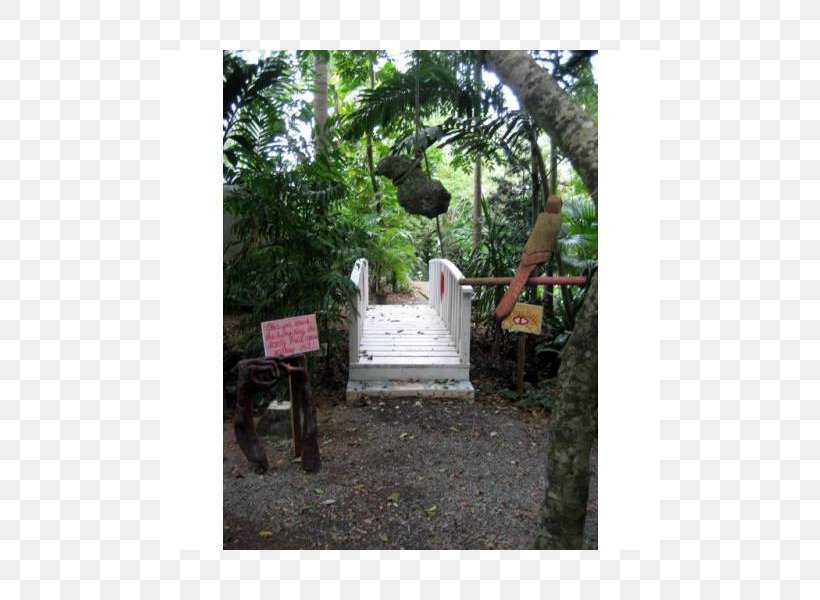 Garden Tree Property Houseplant Grave, PNG, 800x600px, Garden, Grave, Houseplant, Plant, Property Download Free
