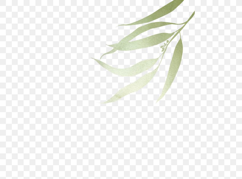 Twig Branch Leaf Plant Stem, PNG, 500x607px, Twig, Branch, Closeup, Leaf, Plant Download Free
