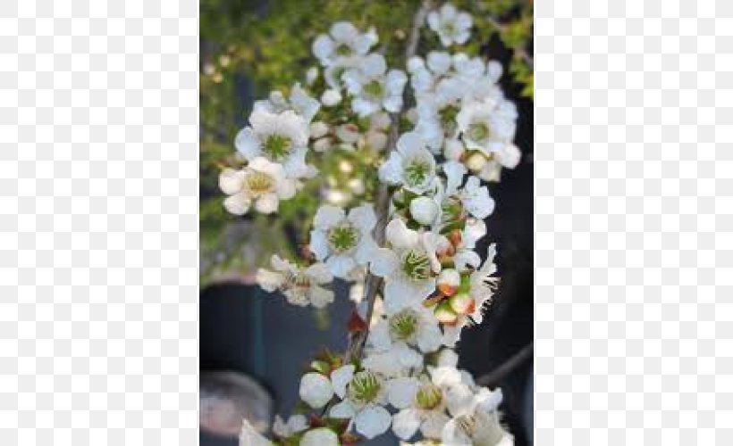 Teatree Flower Shrub Perennial Plant, PNG, 500x500px, Teatree, Blackthorn, Blossom, Branch, Cherry Blossom Download Free