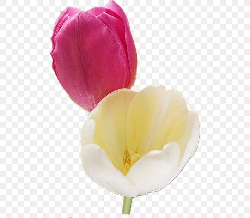 Tulip Cut Flowers, PNG, 490x716px, Tulip, Computer, Cut Flowers, Flower, Flowering Plant Download Free