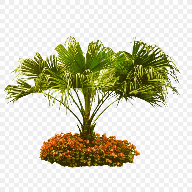 Arecaceae Tree Coconut Garden, PNG, 1772x1772px, Tree, Arecaceae, Arecales, Coconut, Cycad Download Free