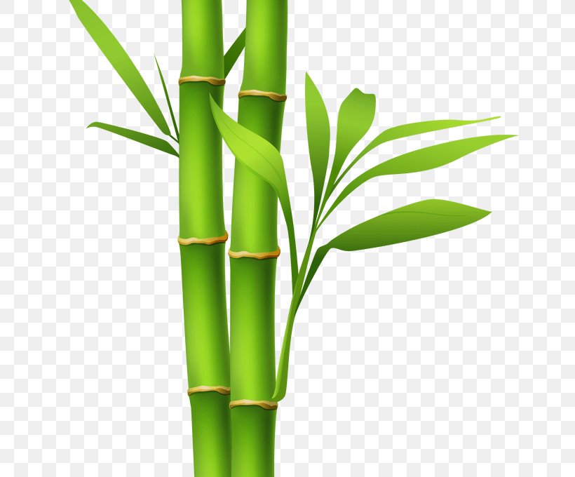 Bamboo Clip Art Image Desktop Wallpaper, PNG, 680x680px, Bamboo, Flowerpot, Grass Family, Grasses, Plant Stem Download Free