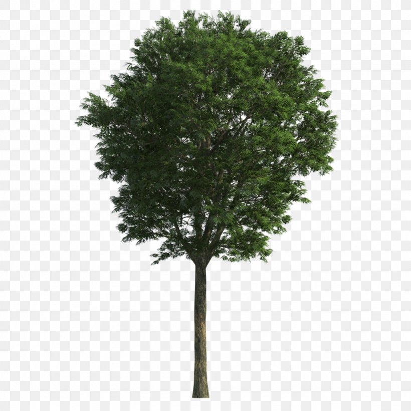 Branch Tree Oak, PNG, 1024x1024px, Branch, Fir, Garden, Oak, Pine Download Free
