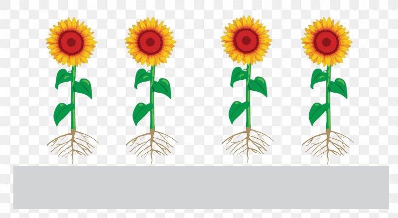 Common Sunflower Function-spacer-lipid Kode Construct Sunflower Seed Monomer Presentation, PNG, 1280x705px, Common Sunflower, Daisy Family, Diagram, Encyclopedia, Floral Design Download Free