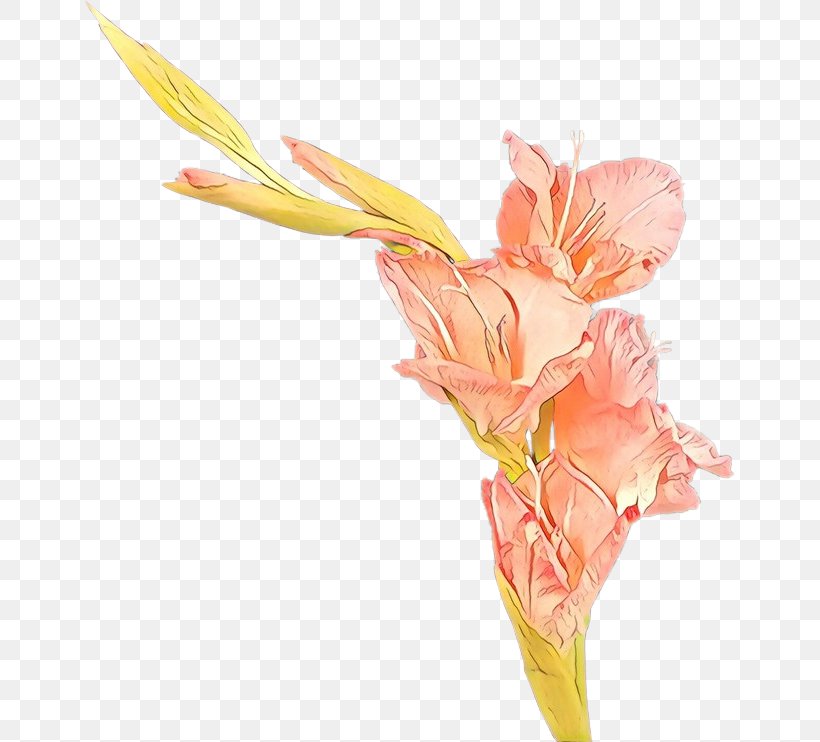 Flower Cut Flowers Pink Plant Gladiolus, PNG, 650x742px, Cartoon, Canna Family, Cut Flowers, Flower, Gladiolus Download Free