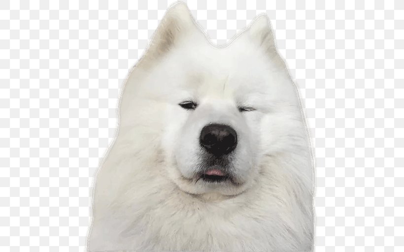 Samoyed Dog American Eskimo Dog Canadian Eskimo Dog Akita Dog Breed, PNG, 512x512px, Samoyed Dog, Akita, Akita Inu, American Eskimo Dog, Canadian Eskimo Dog Download Free