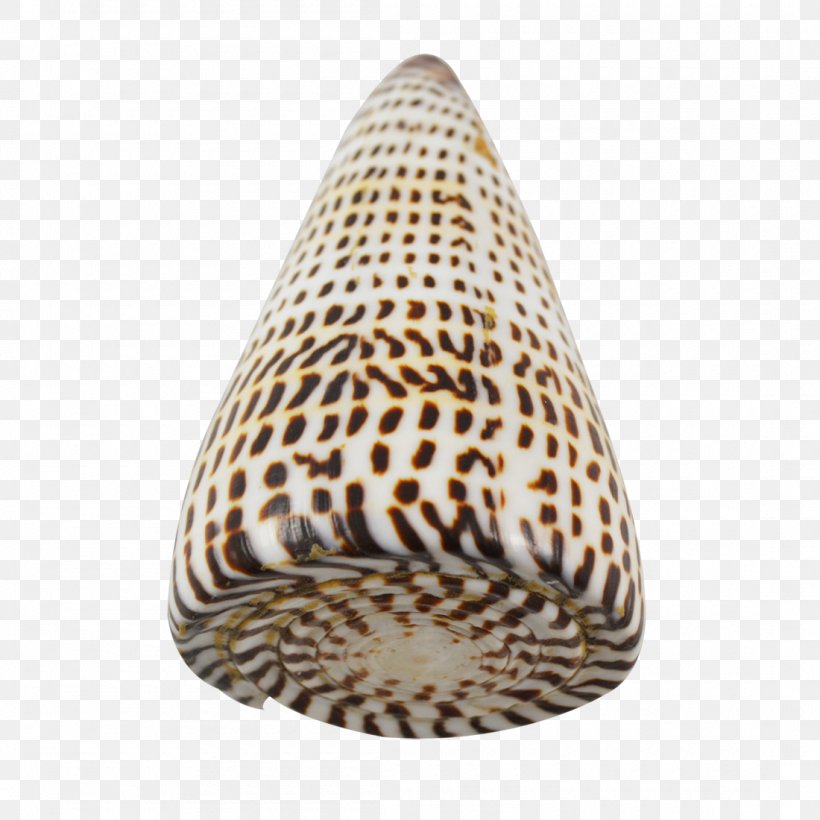 The Seashell Company Conchology Gift, PNG, 1100x1100px, Seashell, Clams Oysters Mussels And Scallops, Conch, Conchology, Cone Download Free