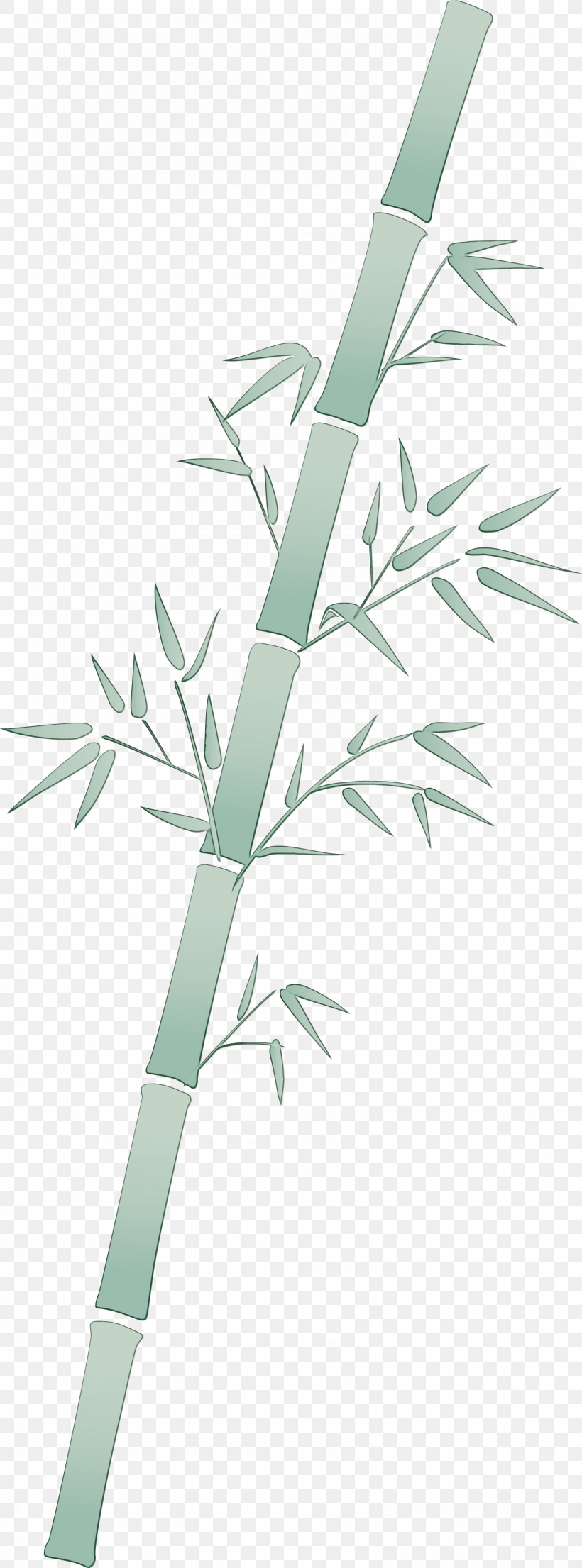 Branch Leaf Plant Tree Bamboo, PNG, 1586x4277px, Bamboo, Branch, Eucalyptus, Flower, Grass Download Free