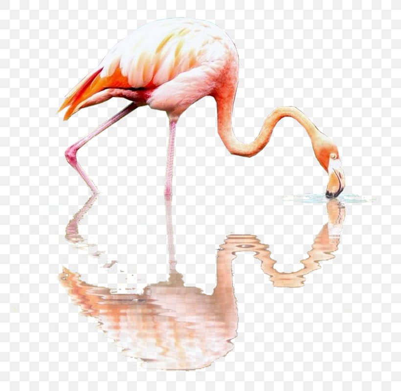 Flamingos RGB Color Model Beak, PNG, 791x800px, Flamingos, Animal, Beak, Bird, Color Download Free