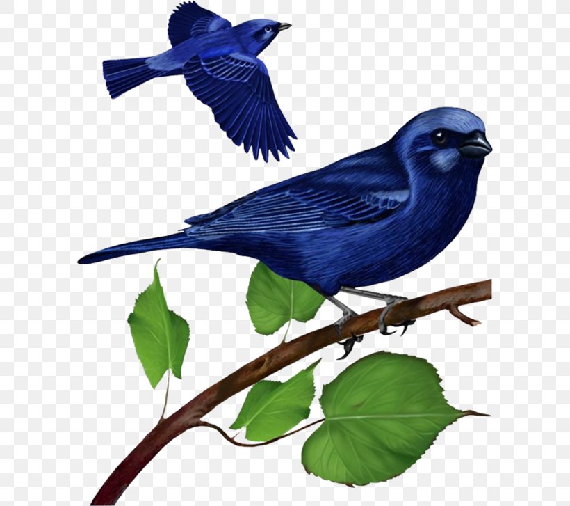 Hummingbird Clip Art, PNG, 600x727px, Bird, Beak, Blue Jay, Bluebird, Bluebirds Download Free