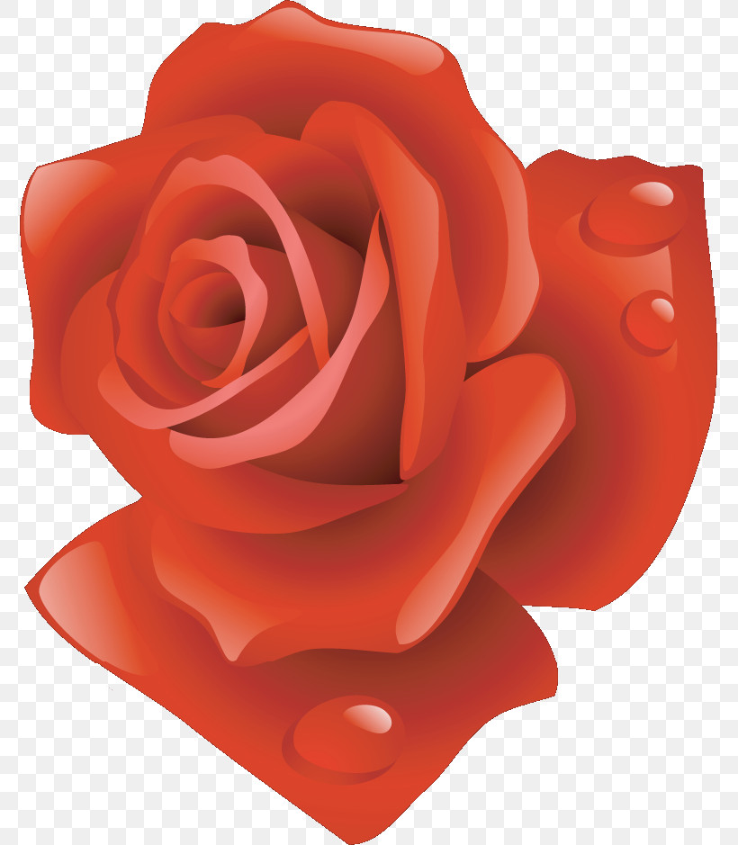One Flower One Rose Valentines Day, PNG, 775x939px, One Flower, Cut Flowers, Floribunda, Flower, Garden Roses Download Free