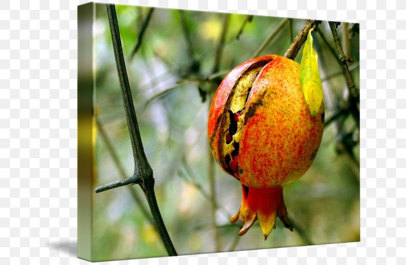 Orange Fruit Close-up Organism, PNG, 650x536px, Orange, Branch, Closeup, Fruit, Organism Download Free