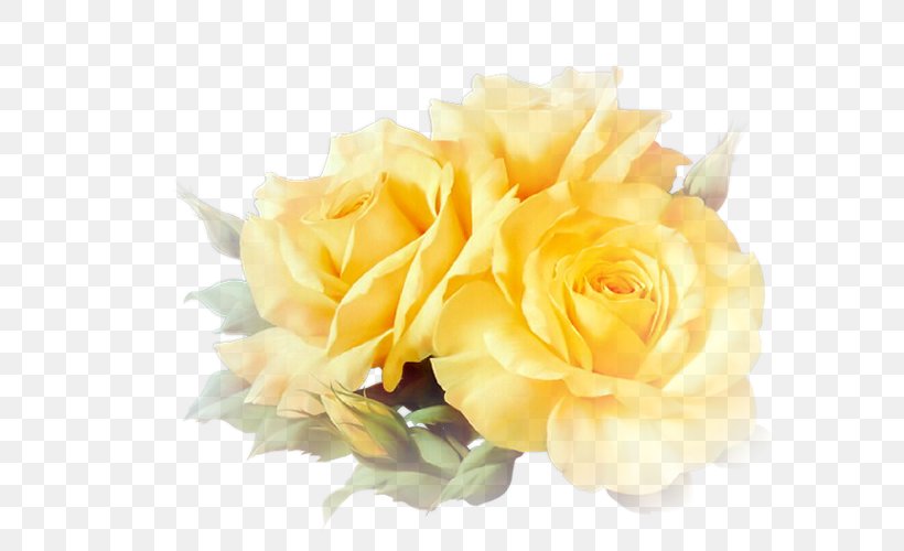 Yellow Garden Roses Clip Art, PNG, 675x500px, Yellow, Animation, Birthday, Cut Flowers, Floral Design Download Free