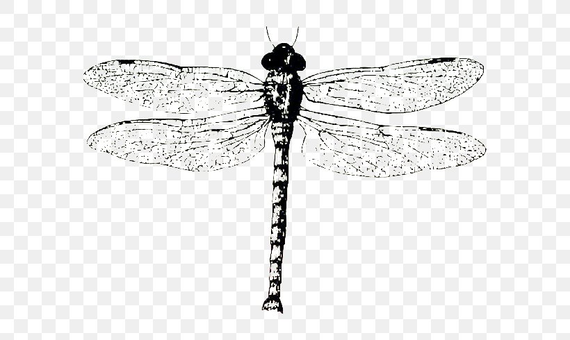 Biological Specimen Monochrome Black And White, PNG, 700x490px, Biological Specimen, Arthropod, Black And White, Chrysanthemum, Dragonfly Download Free