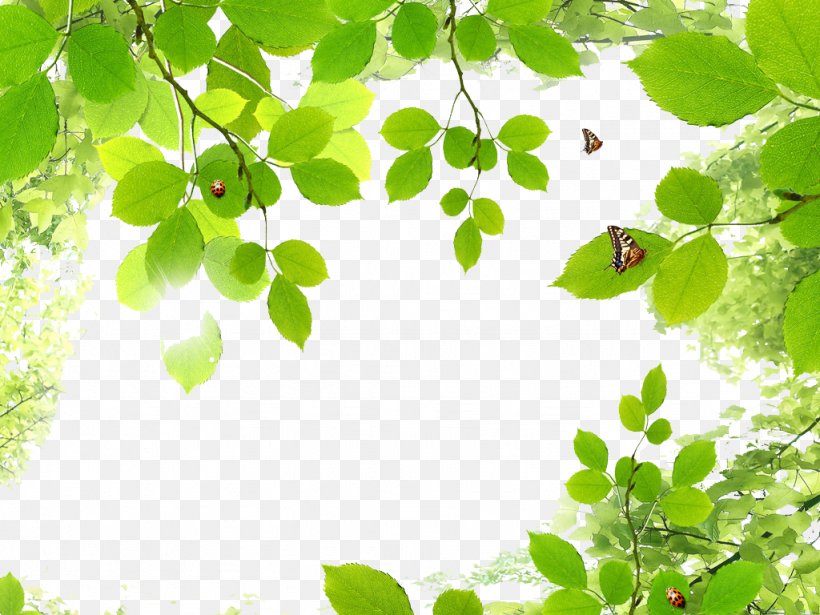 Butterfly Green Leaf, PNG, 1024x768px, Butterfly, Branch, Color, Grass, Green Download Free