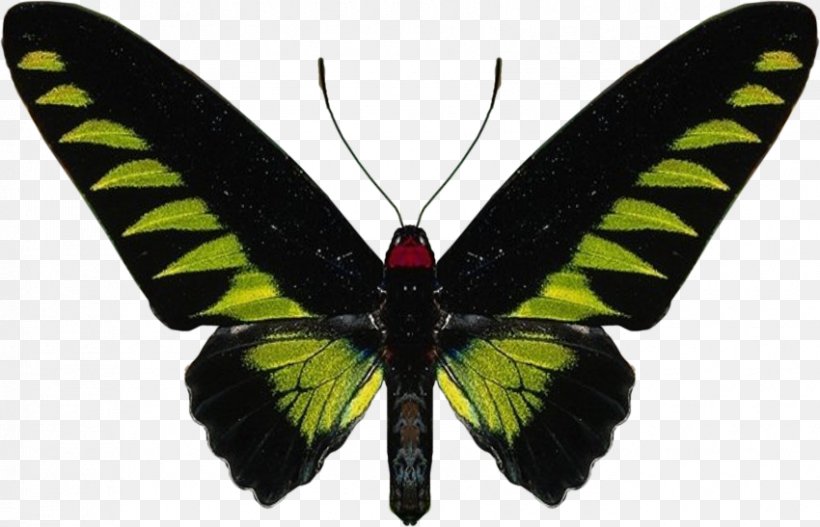 Butterfly Rajah Brooke's Birdwing Insect Royalty-free, PNG, 850x547px, Butterfly, Arthropod, Birdwing, Brush Footed Butterfly, Butterflies And Moths Download Free