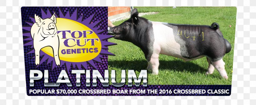 Dairy Cattle Pig Fauna, PNG, 1400x578px, Dairy Cattle, Advertising, Banner, Brand, Cattle Download Free