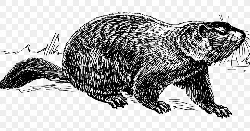 Groundhog Vector Graphics Line Art Drawing, PNG, 1200x630px, Groundhog, Animal Figure, Art, Beaver, Carnivore Download Free