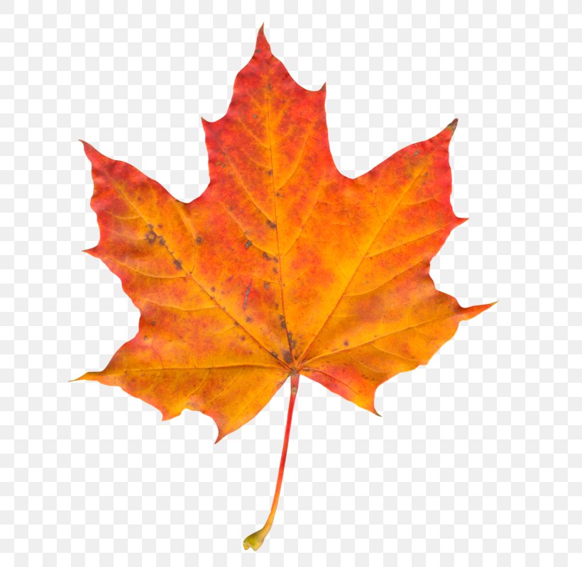 Autumn Leaf Color Maple Leaf, PNG, 752x800px, Leaf, Autumn, Autumn Leaf Color, Display Resolution, Maple Download Free