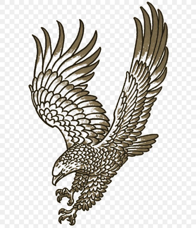 Eagle Hawk Line Art Beak Feather, PNG, 631x956px, Eagle, Beak, Bird, Bird Of Prey, Black And White Download Free
