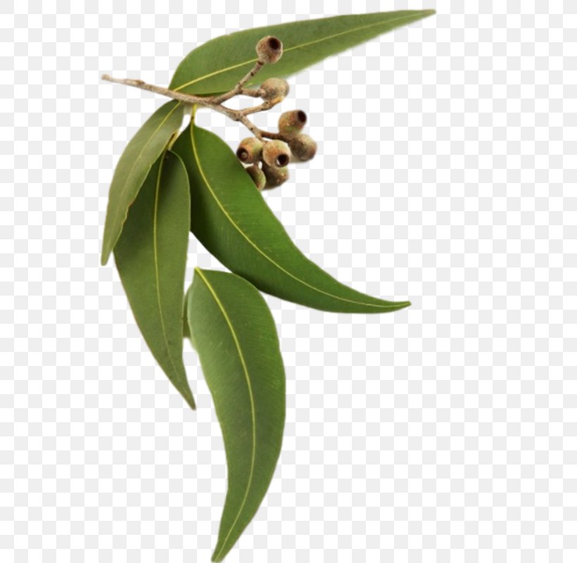 Eucalyptus Radiata Eucalyptus Oil DoTerra Eucalyptus Smithii, PNG, 800x800px, Eucalyptus Radiata, Botanical Name, Breathing, Doterra, Essential Oil Download Free