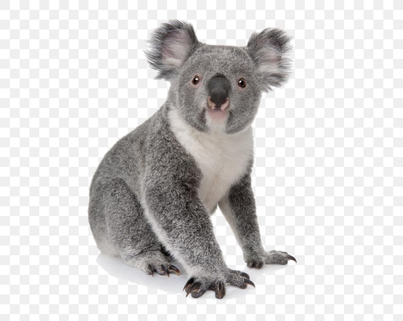 Koala Learn To Draw Zoo Animals: Step-by-step Instructions For More Than 25 Zoo Animals Bear Amazon.com, PNG, 600x654px, Koala, Amazoncom, Animal, Bear, Book Download Free