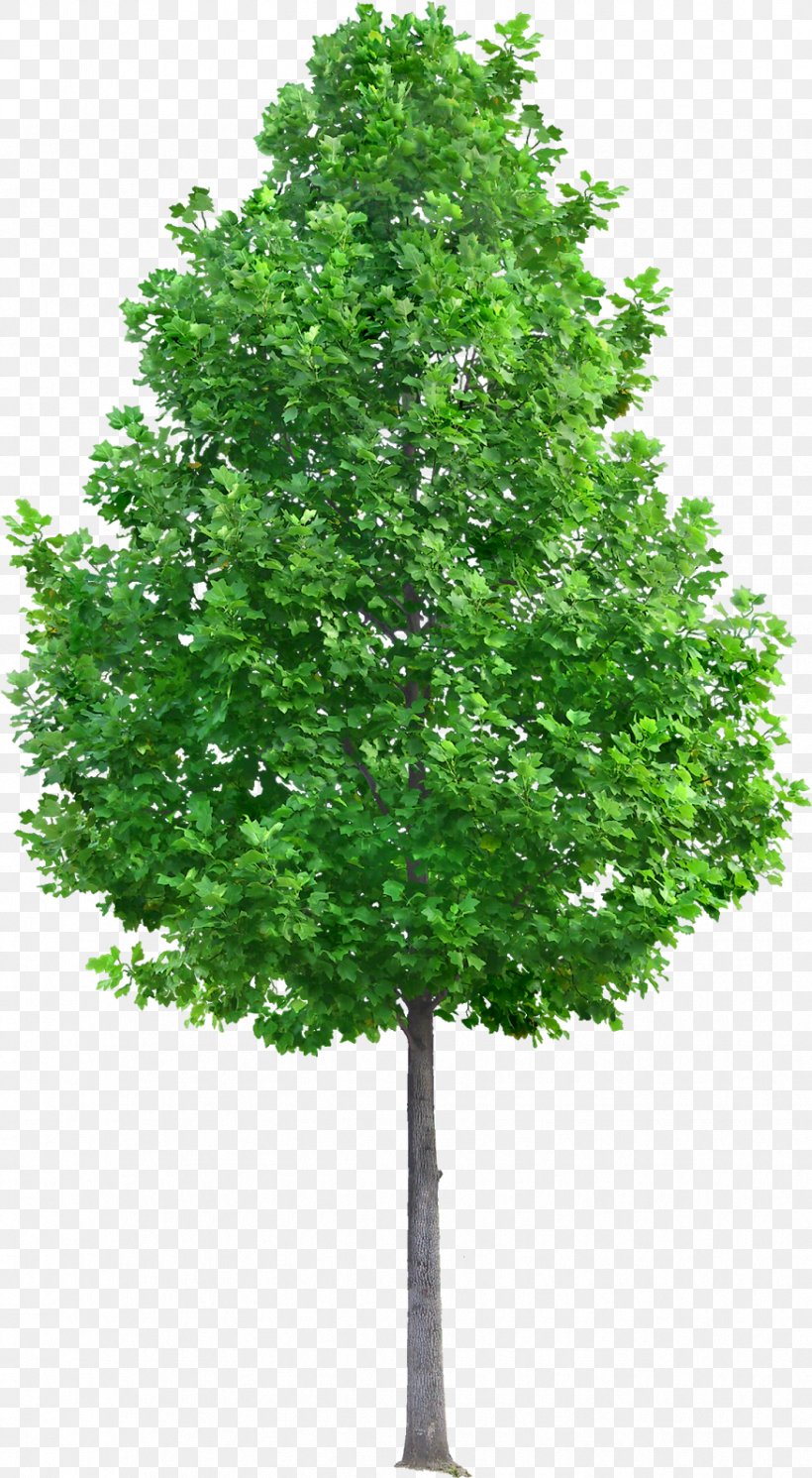 Oak Tree Leaf, PNG, 874x1590px, Tree, Flower, Green, Leaf, Maple Download Free