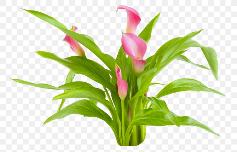 Arum-lily Cut Flowers Plant Computer Programming, PNG, 800x526px, Arumlily, Calla Lily, Callalily, Computer Programming, Cut Flowers Download Free