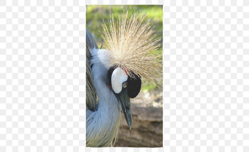 Crane Cygnini Bird Beak Goose, PNG, 500x500px, Crane, Anatidae, Beak, Bird, Crane Like Bird Download Free