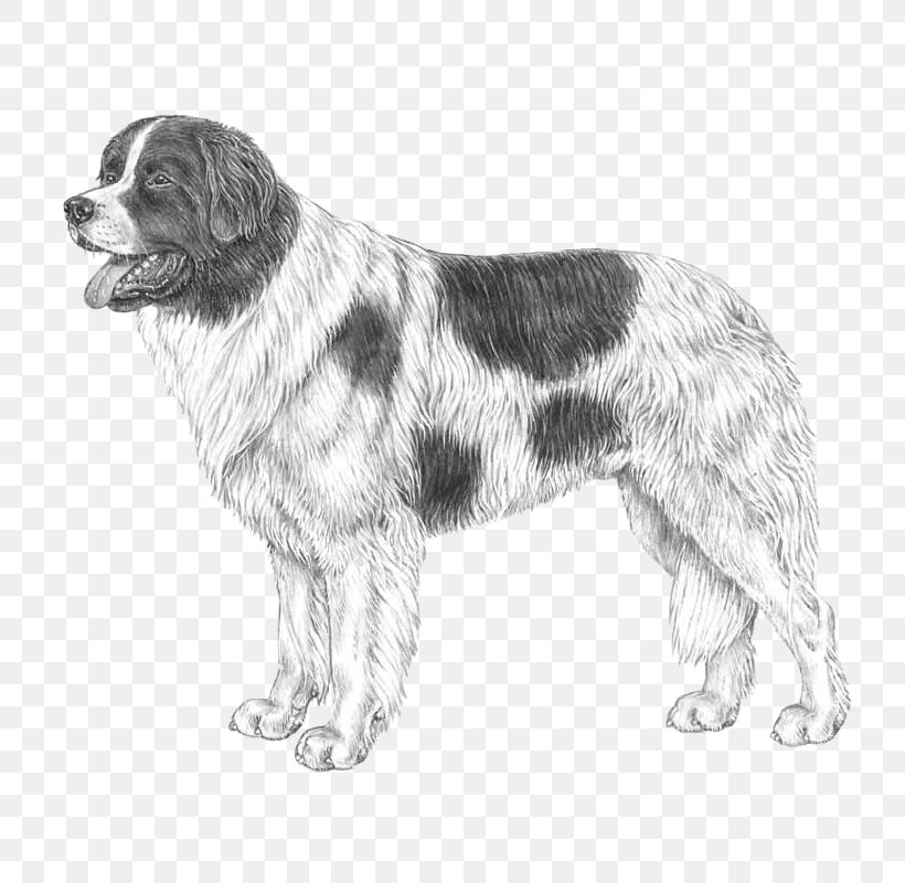 Drentse Patrijshond Newfoundland Dog Moscow Watchdog Landseer Dog Dog Breed, PNG, 800x800px, Drentse Patrijshond, Black And White, Breed, Breed Standard, Carnivoran Download Free