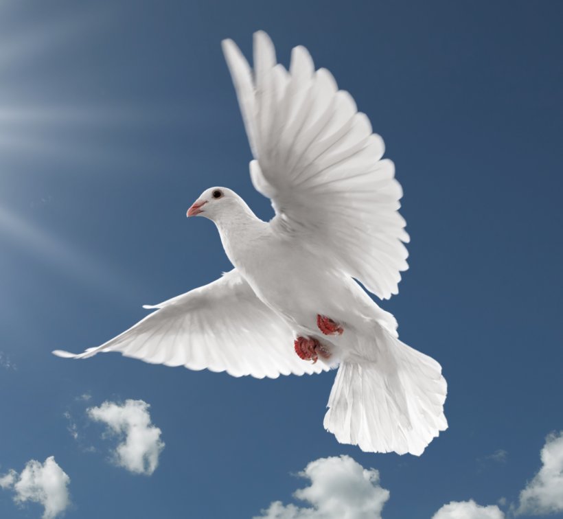 International Day Of Peace Family World Peace Happiness, PNG, 1190x1098px, Peace, Beak, Bird, Death, Family Download Free