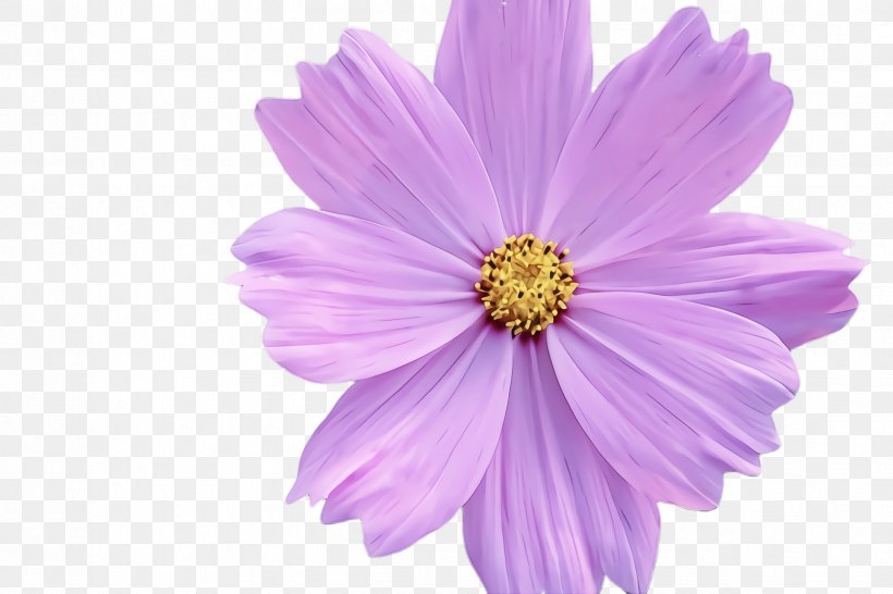 Lavender, PNG, 2448x1632px, Petal, Cosmos, Daisy Family, Flower, Lavender Download Free