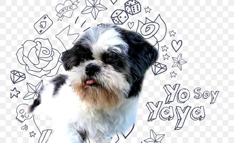 Morkie Shih Tzu Havanese Dog Puppy Dog Breed, PNG, 745x500px, Morkie, Breed, Carnivoran, Companion Dog, Dog Download Free