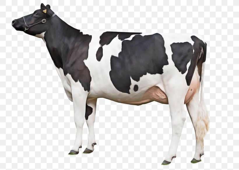 Dairy Cow Bovine Animal Figure Cow-goat Family Livestock, PNG, 1845x1314px, Dairy Cow, Animal Figure, Blackandwhite, Bovine, Calf Download Free